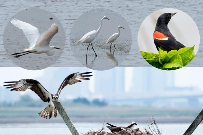 Birds Galore in Ocean County’s Forsythe Wildlife Refuge 