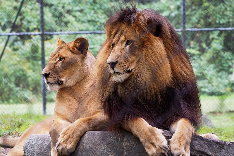 Bigger Than Philadelphia’s – The Surprising Cape May Zoo