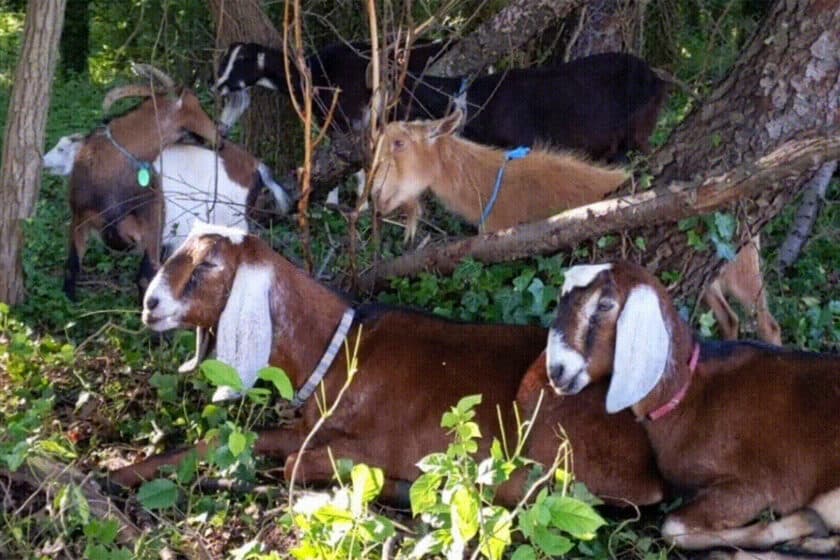 Operation Goat Munch in Haddon Township’s Saddler’s Woods